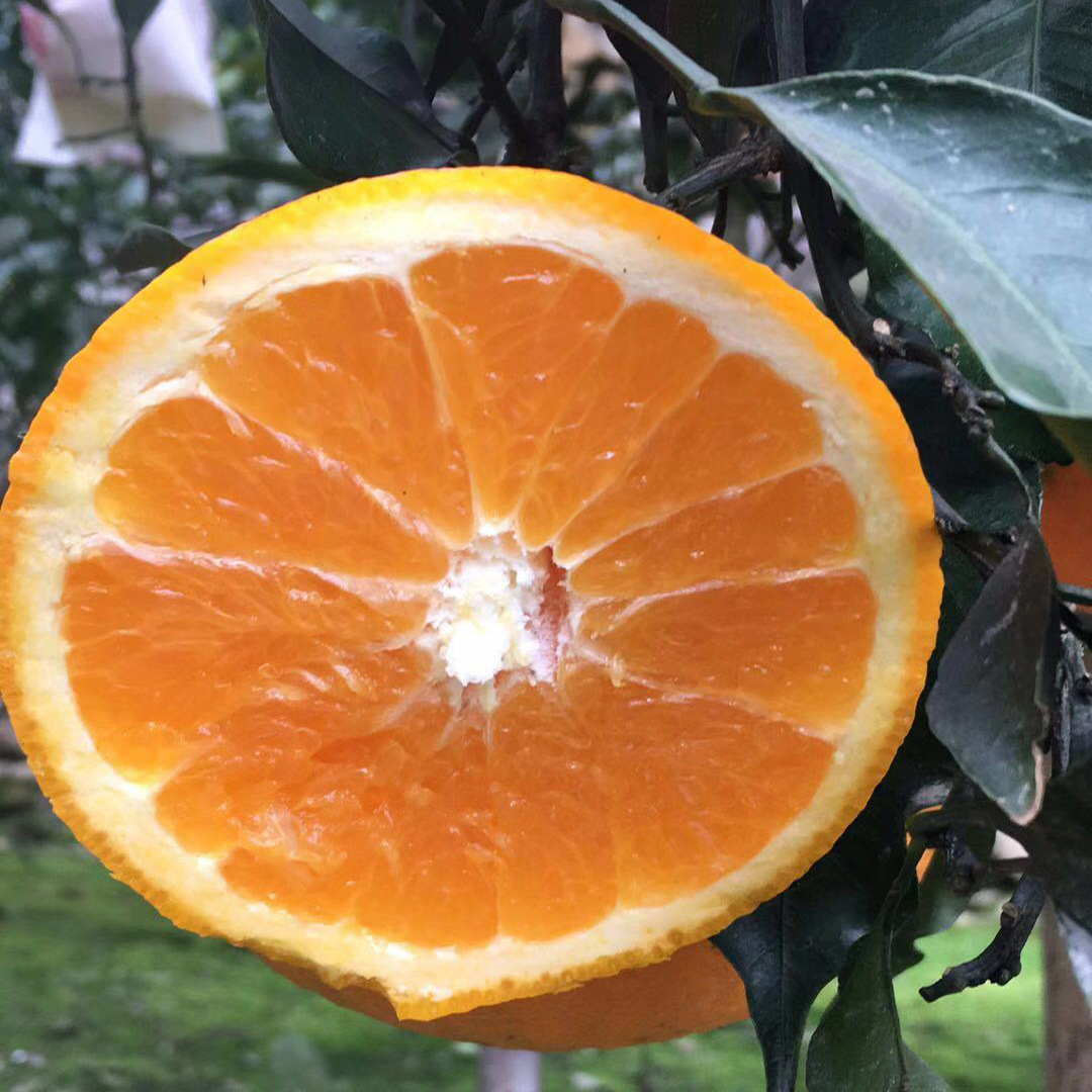 [Sichuan Qing Jian]Citrus Empress Large fresh fruit Taste Similar Ehime One piece On behalf of