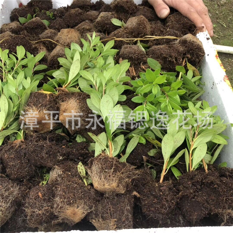 一年扦插小桃红杜鹃花穴苗 比利时杜鹃花 杨梅红2-5分枝10公分左