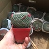 Base direct criticism of succulent cactus fairy ball plants Nan Guo Jade Yuxiong potted flowers and sandy green plants and transportation