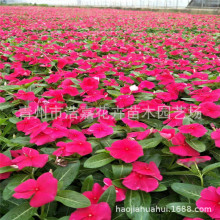 ɽ�|�ݻ��L���� �����_ �ɫ�� �F؛���� �������l