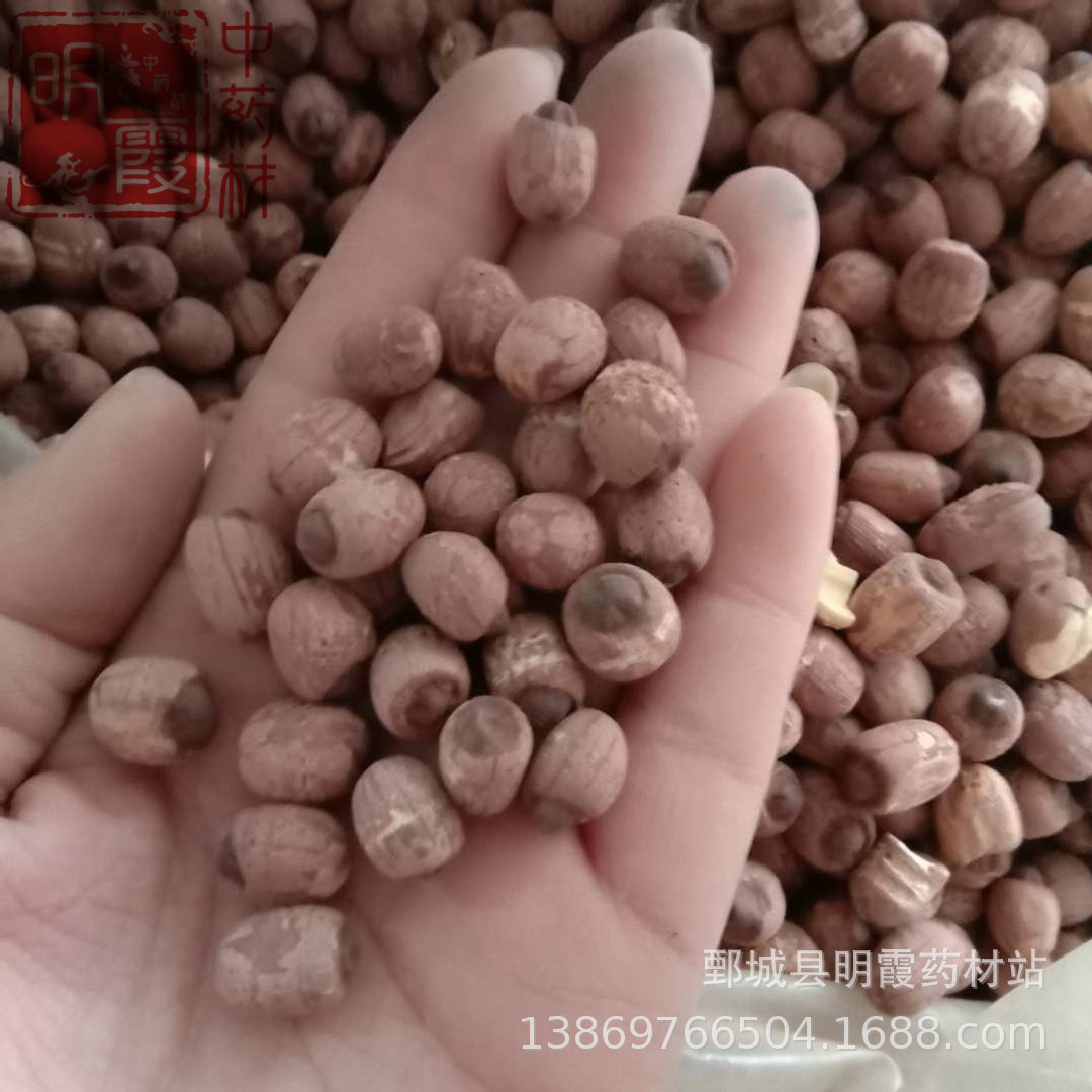 明霞【红莲子】1000克 批发零售 供应中药材