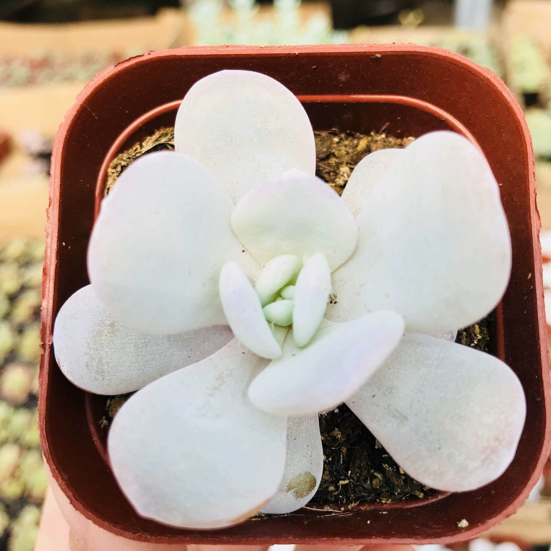 Теплица оптом Jingtianke Meng мясное растение снег Лотос Творческий горшок балкон веселье мясо Начинающий хороший Снежный Лотос