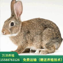 比利時兔批發大型肉兔子活體廠家直供兔苗幼崽出售送養殖技術