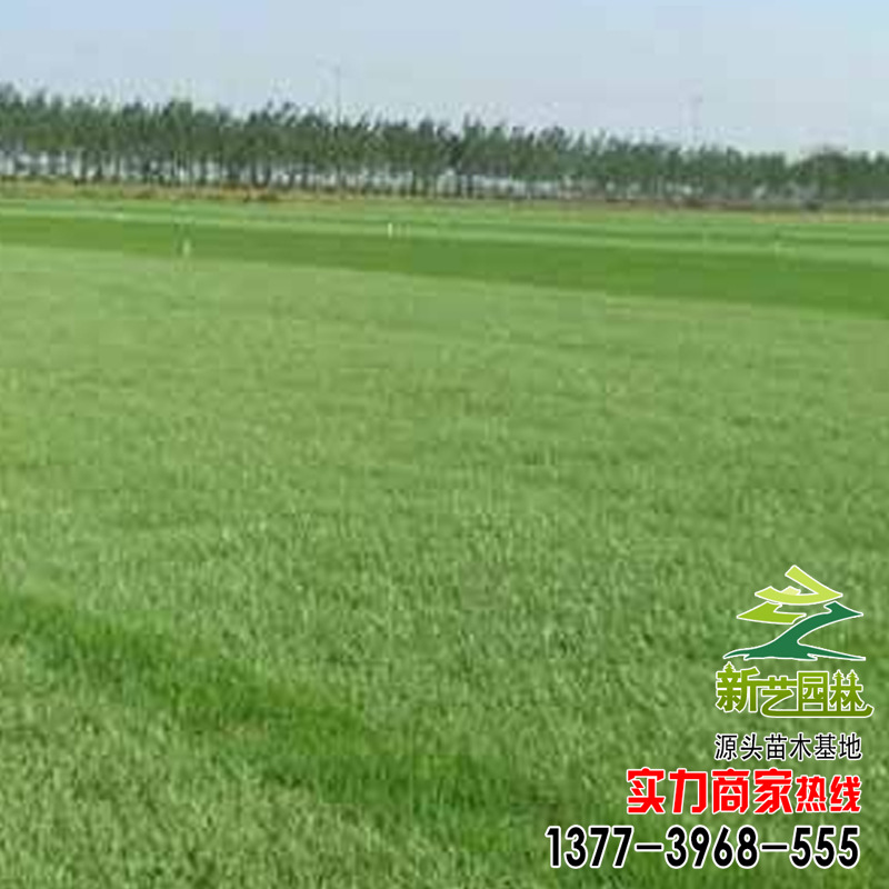 Rye lawn high quality Pasture Grass Ryegrass seed Strong Flourish Royal Garden Gentleman