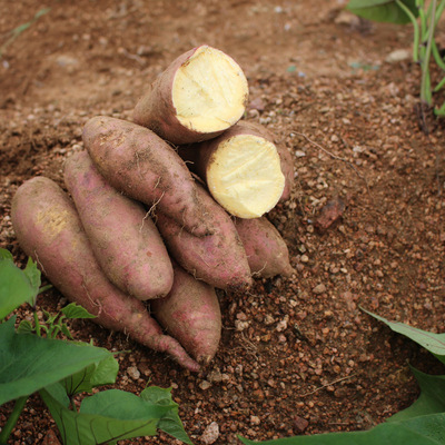 Shandong Sweet potato fresh sweet potato Sand Yellow Heart Sweet potato Sweet Farm 26 machining Preserved fruit wholesale