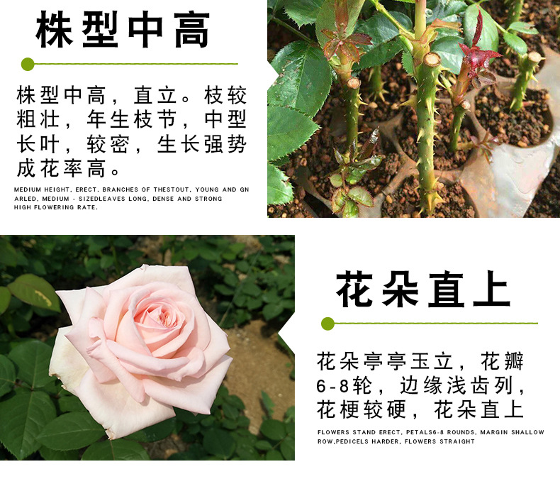 粉色荔枝玫瑰苗_08
