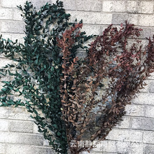 永生细叶尤加利叶 美叶桉 云南永生花保鲜花 DIY拍摄道具厂家直销