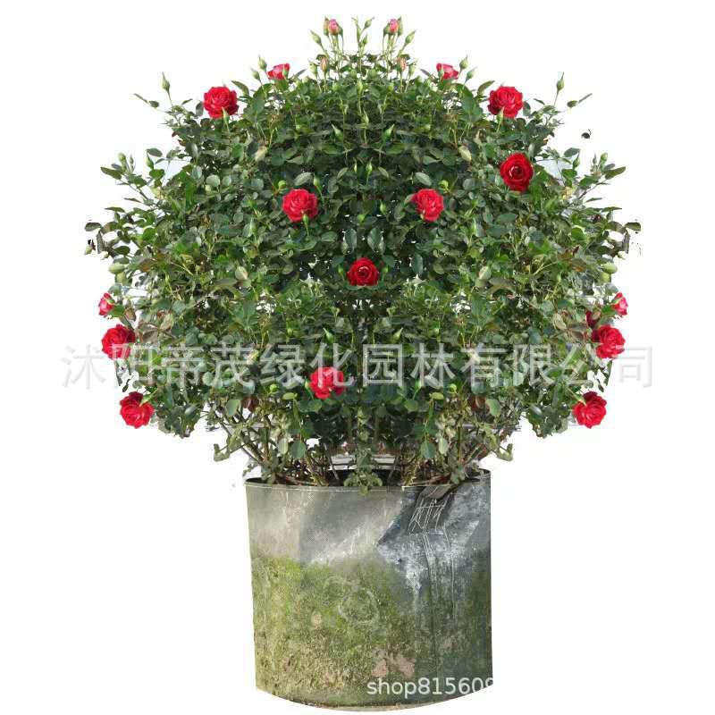 月季球 球形月季造型花球 欧月藤本月季小女孩藤彩虹花球造型别墅