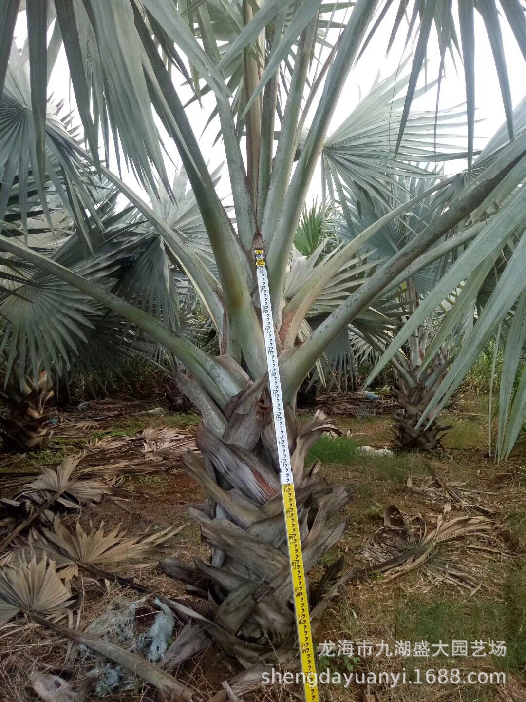 福建霸王棕树报价 供应霸王棕 霸王棕价格 霸王棕基地批发-阿里巴巴