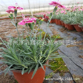 青州彩虹石竹 欧石竹焰火欧石竹 花海绿化草坪 耐寒花期长现货