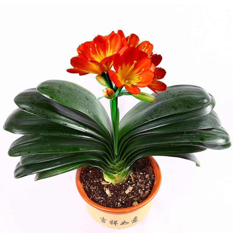 wholesale Clivia Potted plant indoor balcony desktop Office Clivia Clean air Clivia Flower seedlings
