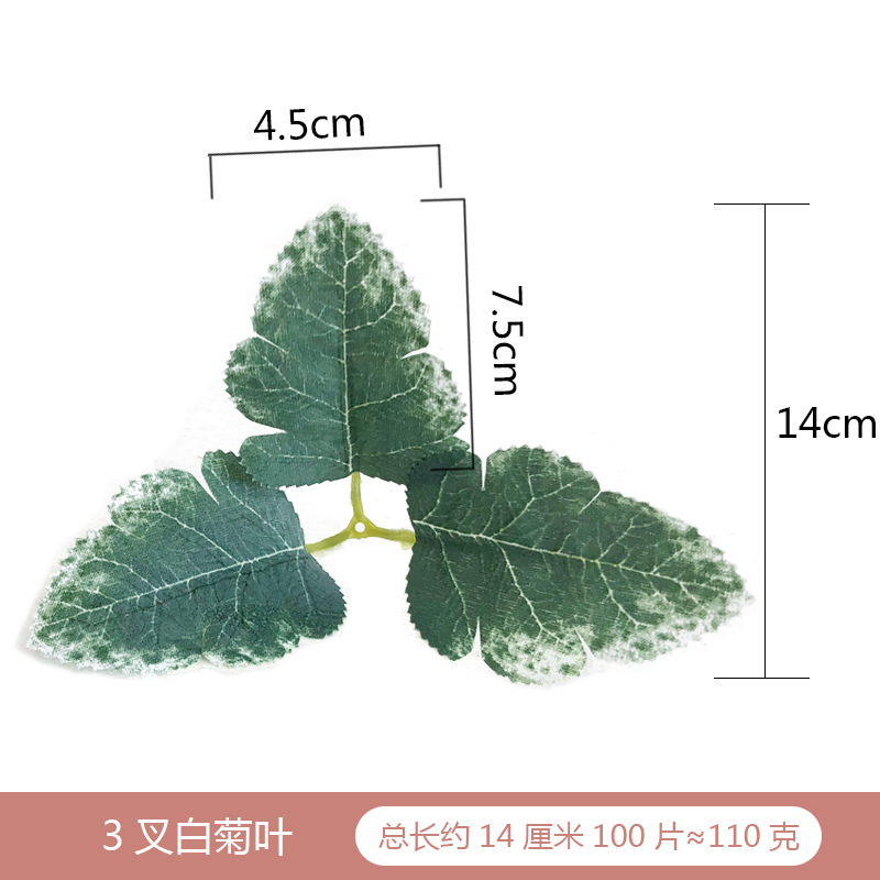 白菊叶
