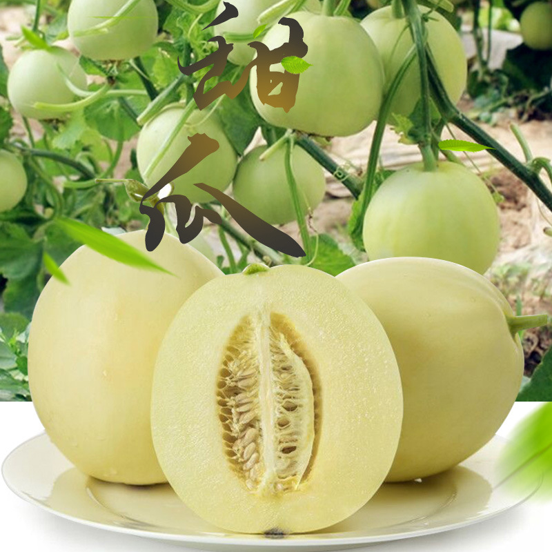Shaanxi Yanliang muskmelon fresh fruit Sweet