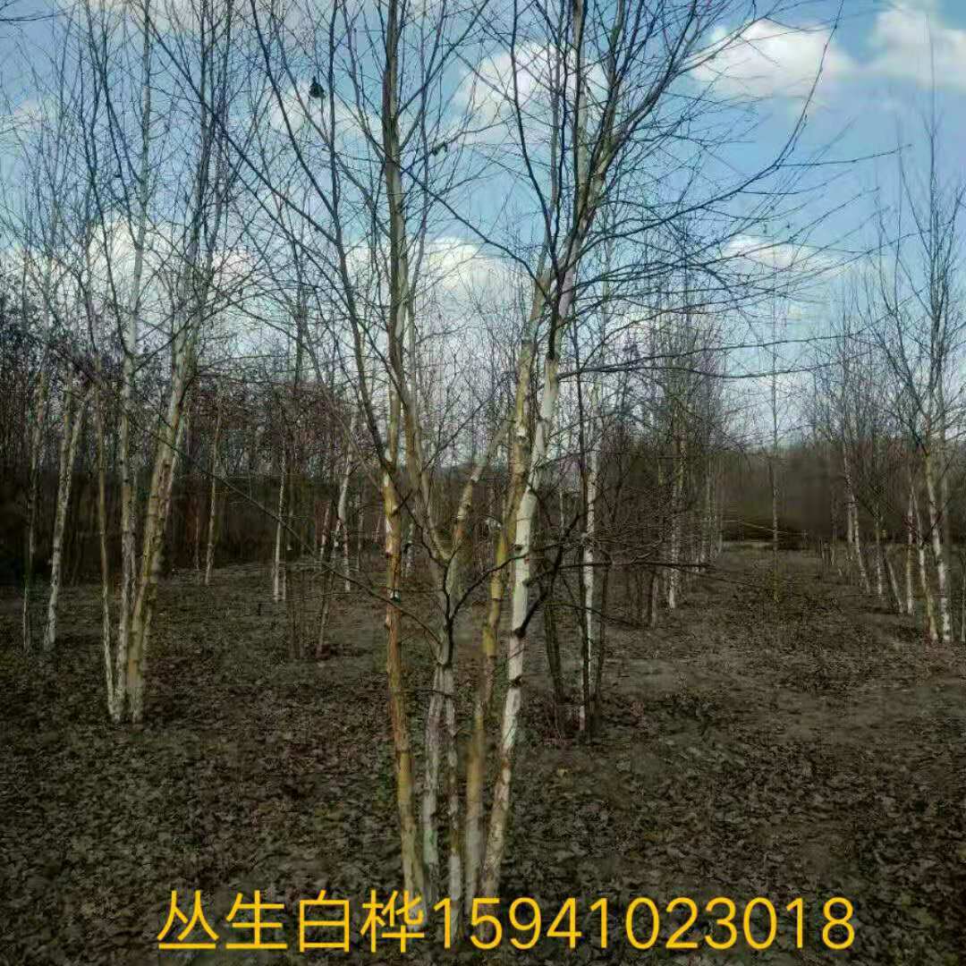 批发风景树丛生白桦 东北白桦树工程苗 多分枝规格齐全 价格合理