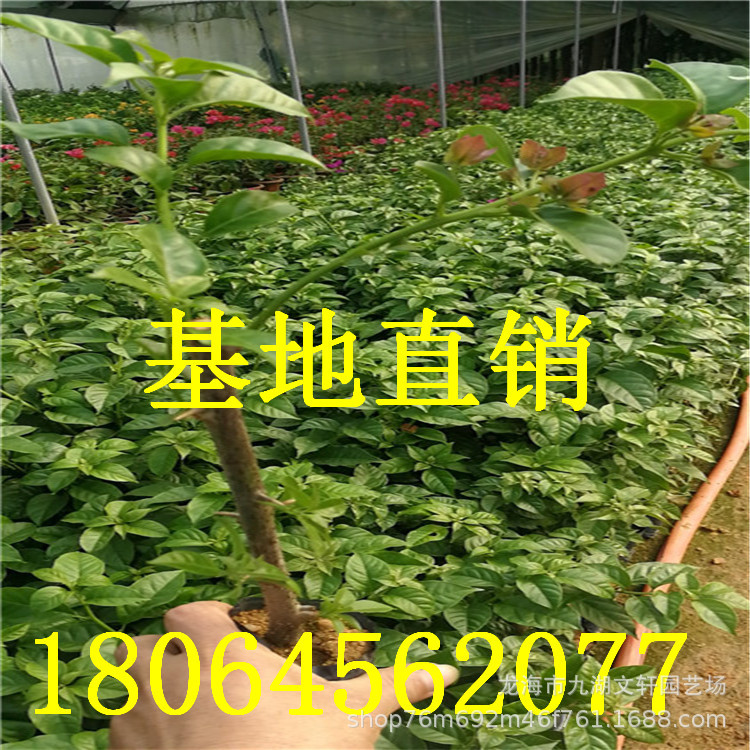 微信圖片_201903282142447_副本