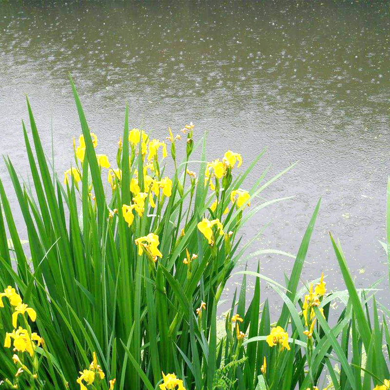 水池绿化水生花卉水草挺水植物鱼塘池塘绿化植物黄菖蒲苗黄花鸢尾|ms