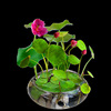 荷花睡莲碗莲花种子四季种易活套餐水培植物花卉带盆栽室内水养花|ms