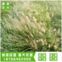 青州基地绿化护坡狼尾草
