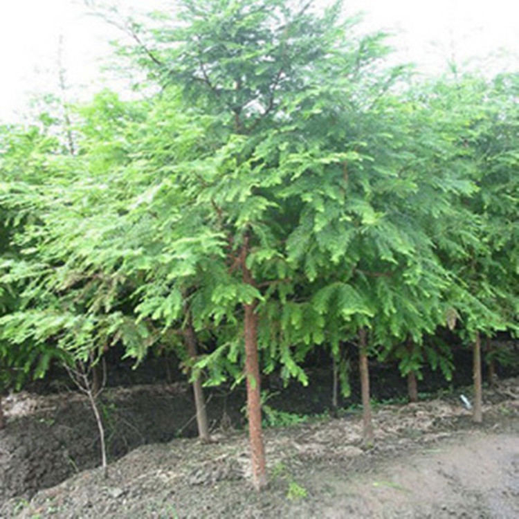 Base wholesale Water cedar Seedling leaf Taxodium distichum Sequoia engineering Green seedlings Hedgerow seedlings Varieties