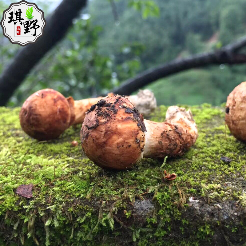 四川特产松茸干片食用菌干货批发松茸干货产地松茸片|ms