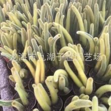 黄金条锦 仙人柱仙人球盆栽 室内多肉植物狗尾巴柱锦观赏植物