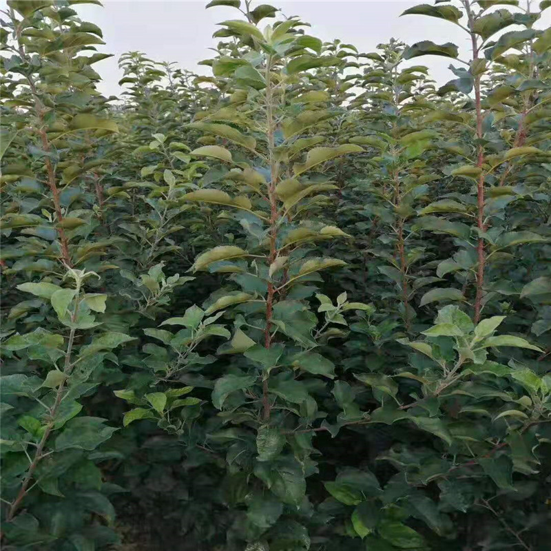 微信图片_201911271142031