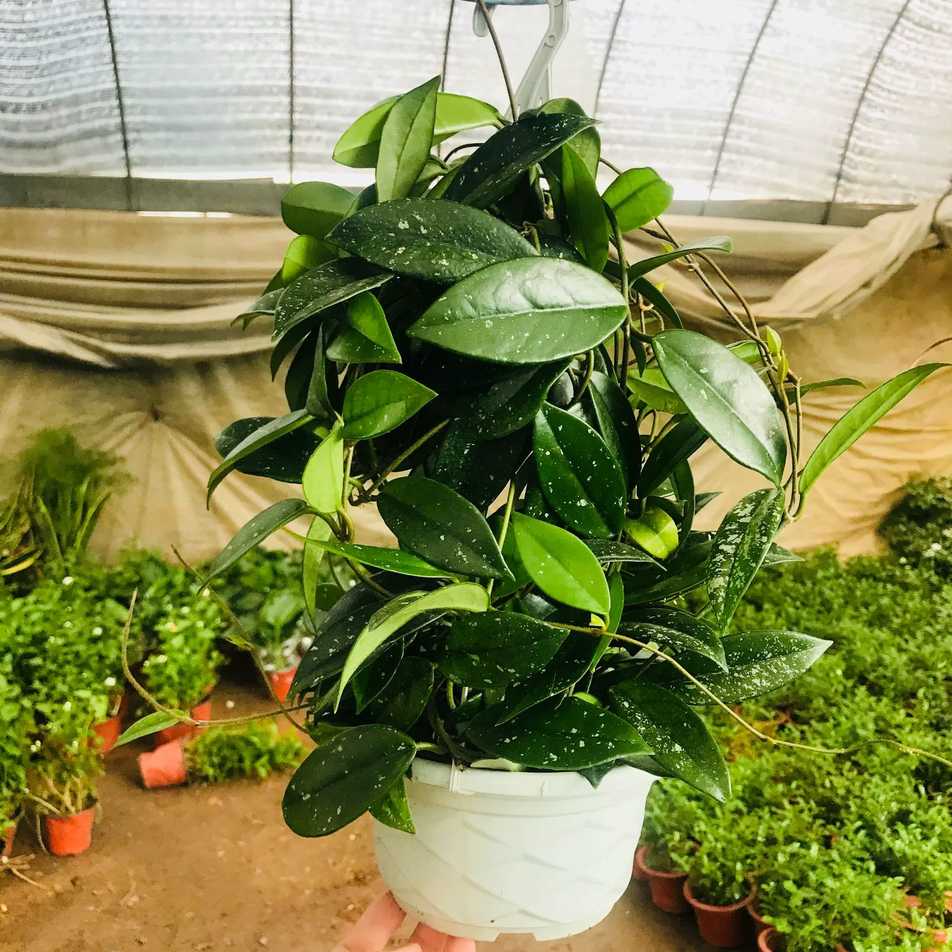 Теплица оптом балкон двор подвесной горшок цветок орхидеи вьющаяся лоза вечнозеленая с горшком для волос Орхидея