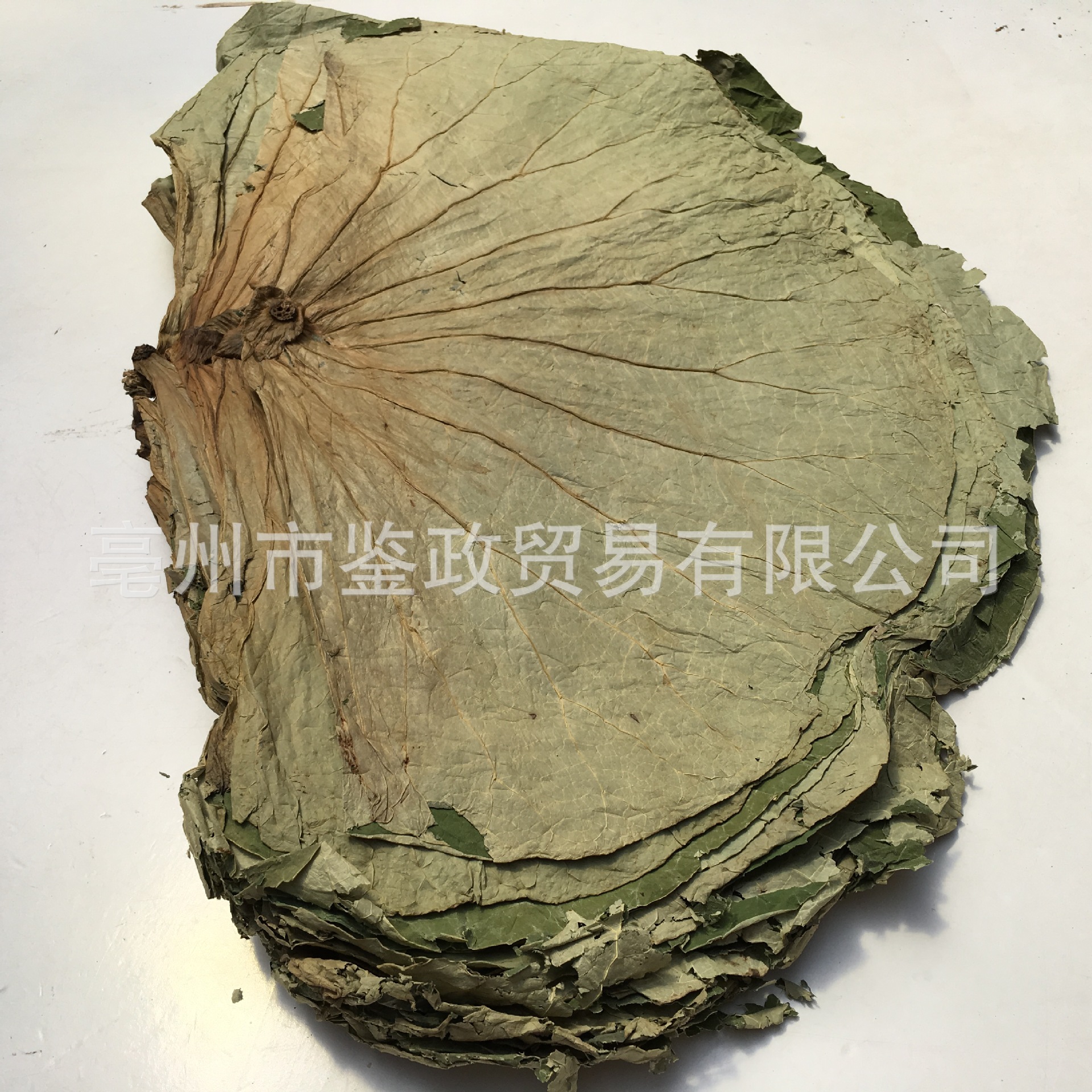 Whole Dried Lotus Leaf He Ye 500g Bag for Cooking Wrapping and Herbal Tea key features