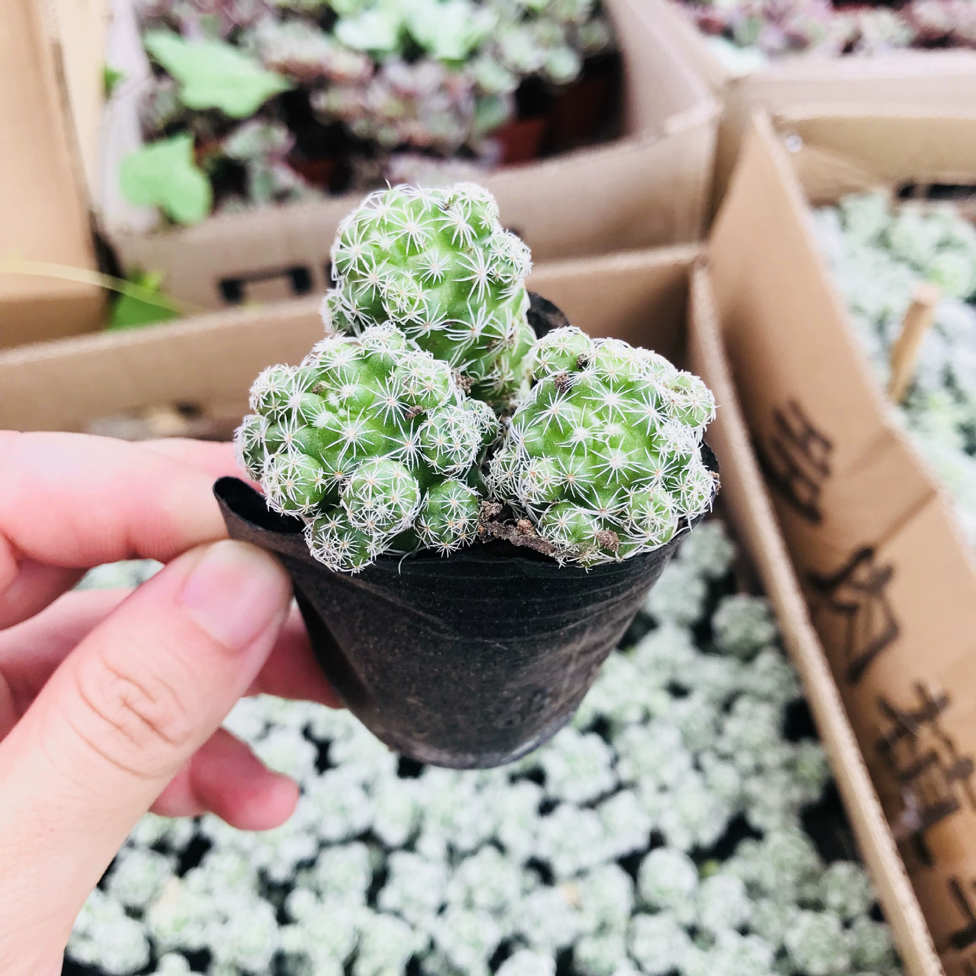 Сочные растения Сочные комнатные растения Комнатные цветы Формальдегид Суккулент Комбинация Белая птица Кактус Мини Милое мясо