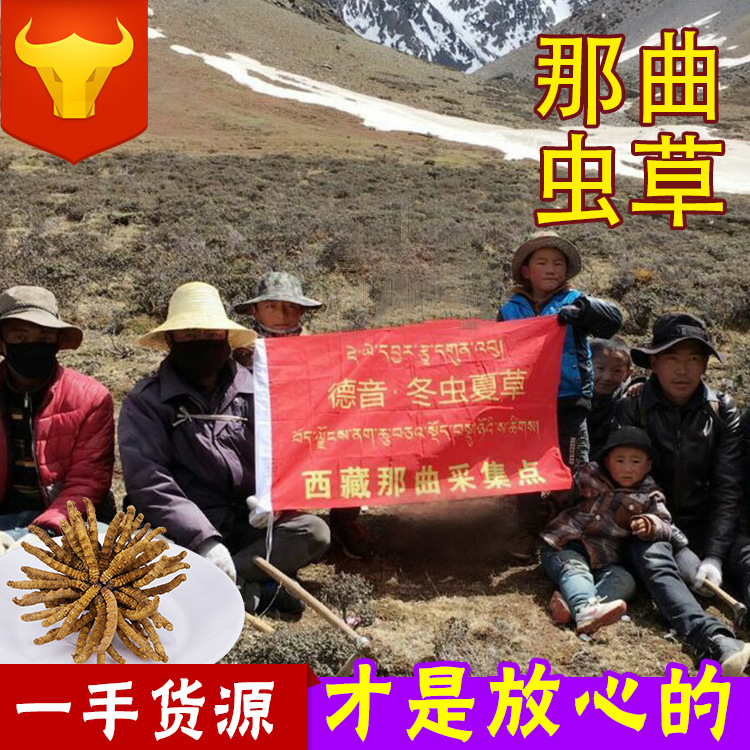 wholesale Tibet specialty Nagqu Cordyceps goods in stock Chinese herbal medicines Cordyceps Gift box customized Cordyceps