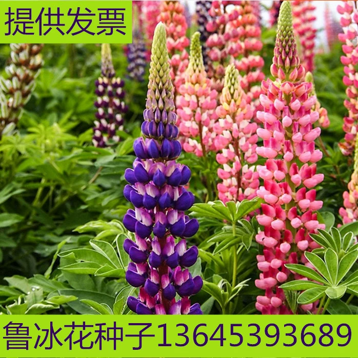 Лу Бинхуа семена люпина весной и осенью посев морозостойких многолетних горшечных растений ландшафтное озеленение садовые цветочные семена
