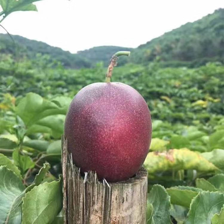 特级广西紫香百香果西番莲鸡蛋果1/3/5斤批发新鲜水果一件代发|ms