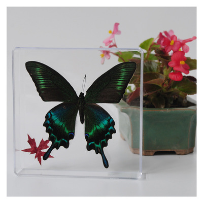 厂家直销展翅真蝴蝶标本盒个人收藏品幼儿园科普教学教具地摊货源|ms