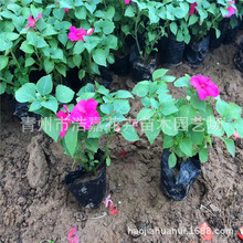 �����P�ɻ� ���� �r��� ��[�ݻ� ɽ�|�ݻ�����