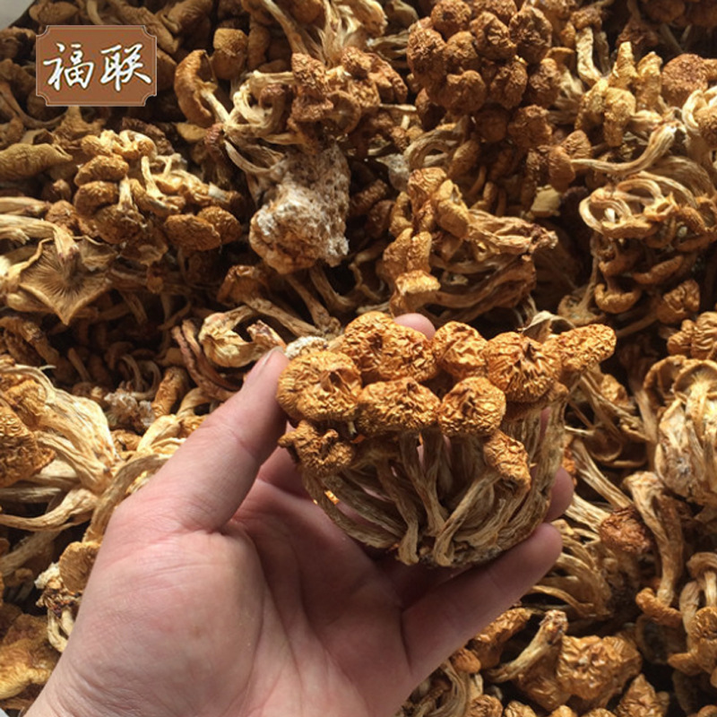 Fujian 2021 New products Furuta Nameko bulk Nameko wholesale Furuta Supplying Pearl mushroom 500 gram