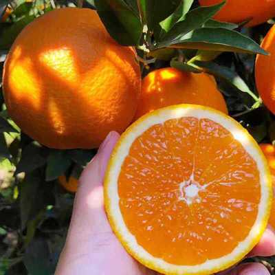 Hubei Zigui Navel Season fresh fruit Navel Now pick now issued