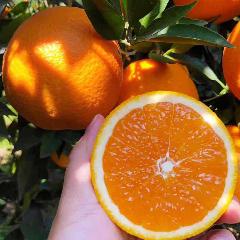 Hubei Zigui Navel Season fresh fruit Navel Now pick now issued