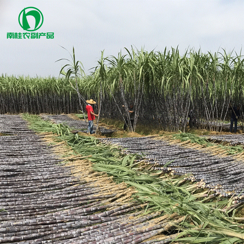 Agency Guangxi Bobai County Three Beach Black cane Fruit cane Black Edition Sugar cane wholesale