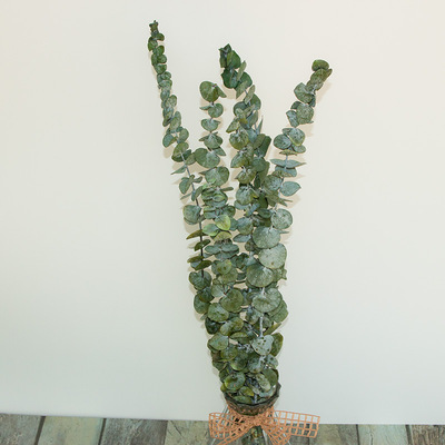 多色永生尤加利 拍照道具20-30cm家居装饰厂家直销批发干花永生花|ru