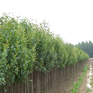 �S��ֱ��؛Դ���~Ůؑ���� ��ľ�ߗU�@�־G���� �Ϸ�����¶�طNֲ