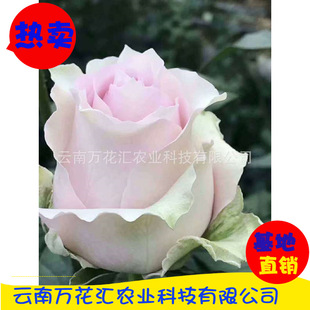 ʳ��õ��N��  �ļ�õ��N��  ���Rʿ��  ��t  ī�t