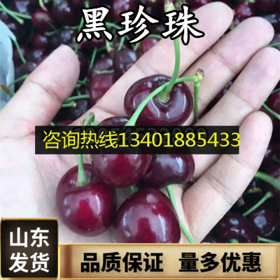 樱桃苗美国车厘子大樱桃树苗盆栽水果黑珍珠当年结果南方北方种植|ms