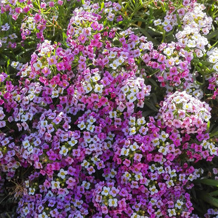 ��ѩ��N���ļ����N�_���҃������Զ����׻��Ұ���M���^���