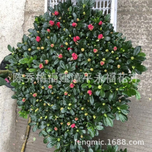 ���Լtɫ���N�� 45��50���ֹڷ���÷�t���N�� �a�ؗ�÷�t���N��