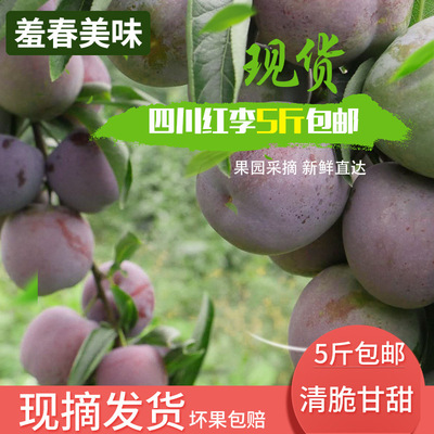 预售农家自产脆红李子果园直供8月上市脆红李子现摘现发新鲜到家|ms