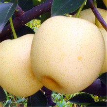南北方梨子苗秋月梨樹苗早熟黃金梨樹苗當年結果樹苗現起好活品種