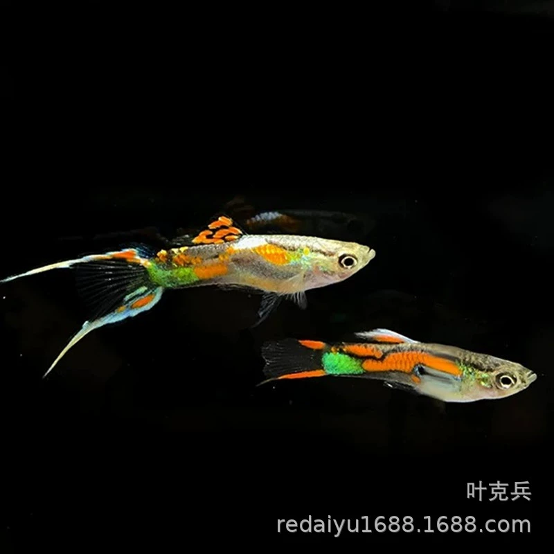 Тропические рыбы декоративные рыбы оптом Андрас двойной меч Павлин, Андрас панда двойной меч Павлин