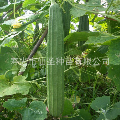 丝瓜种子批发雅绿2号棱丝瓜种子瓜条顺直 春秋种植