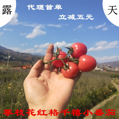 现货供应攀枝花红格千禧小番茄非大番茄  露天种植现摘包邮圣女果