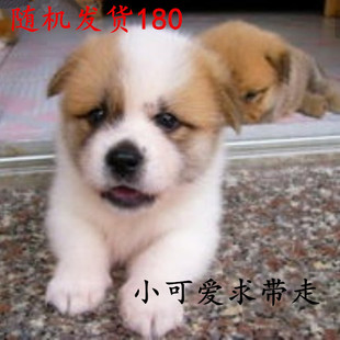Стрига собаки живой щенки китайский пастырский собак дома, шар